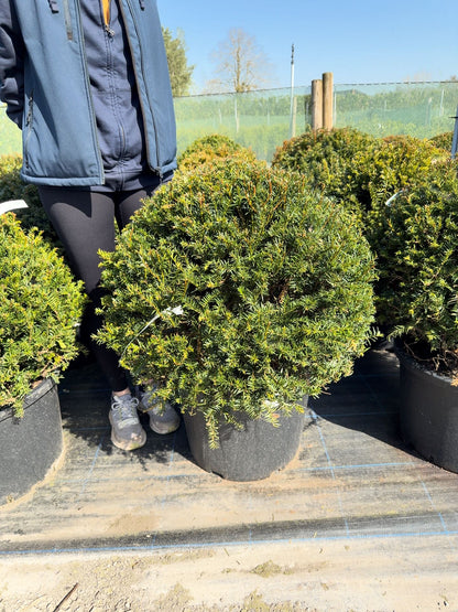 Yew Or Taxus Baccata Ball 60-65cm