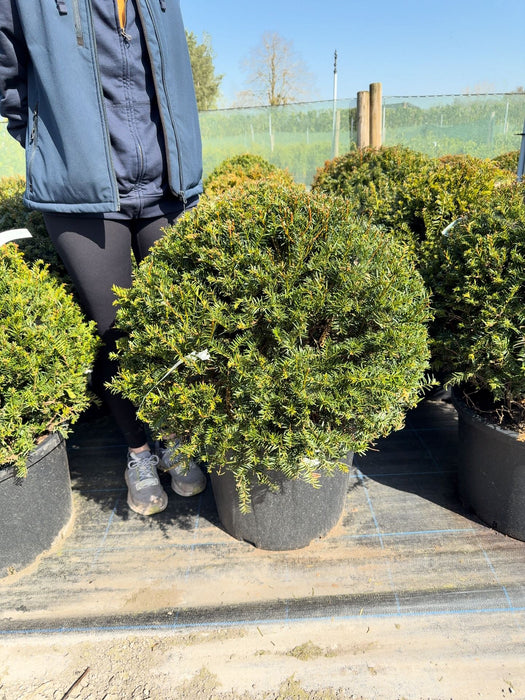 Yew Or Taxus Baccata Ball 60/65cm Pre Order/Ready For June