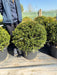Yew Or Taxus Baccata Ball 60/65cm Pre Order/Ready For June