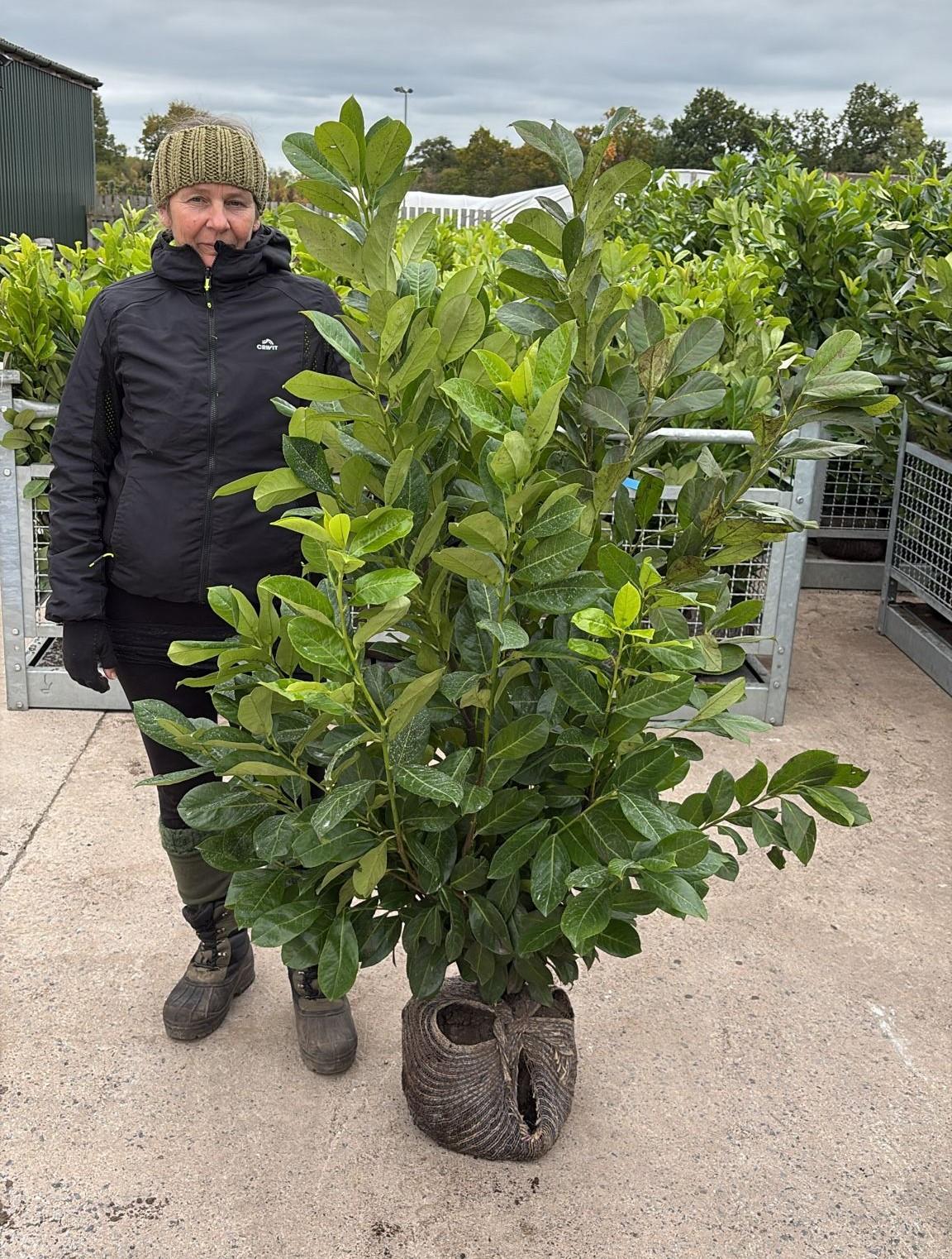 Cherry Laurel Hedging 125/150cm Root Ball Delivery from October