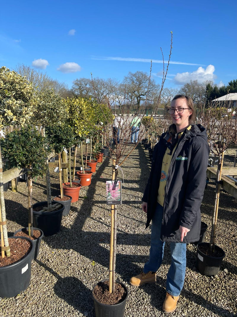 Prunus Triloba 10 Litre Half Standard