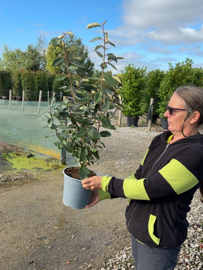 Elaeagnus x Ebbingei Compacta 4.5 Litre Pot 60-80cm