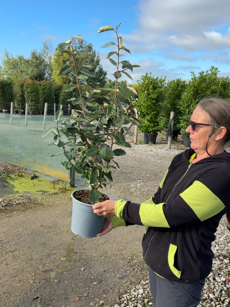 Elaeagnus x Ebbingei Compacta 4.5 Litre Pot 60-80cm