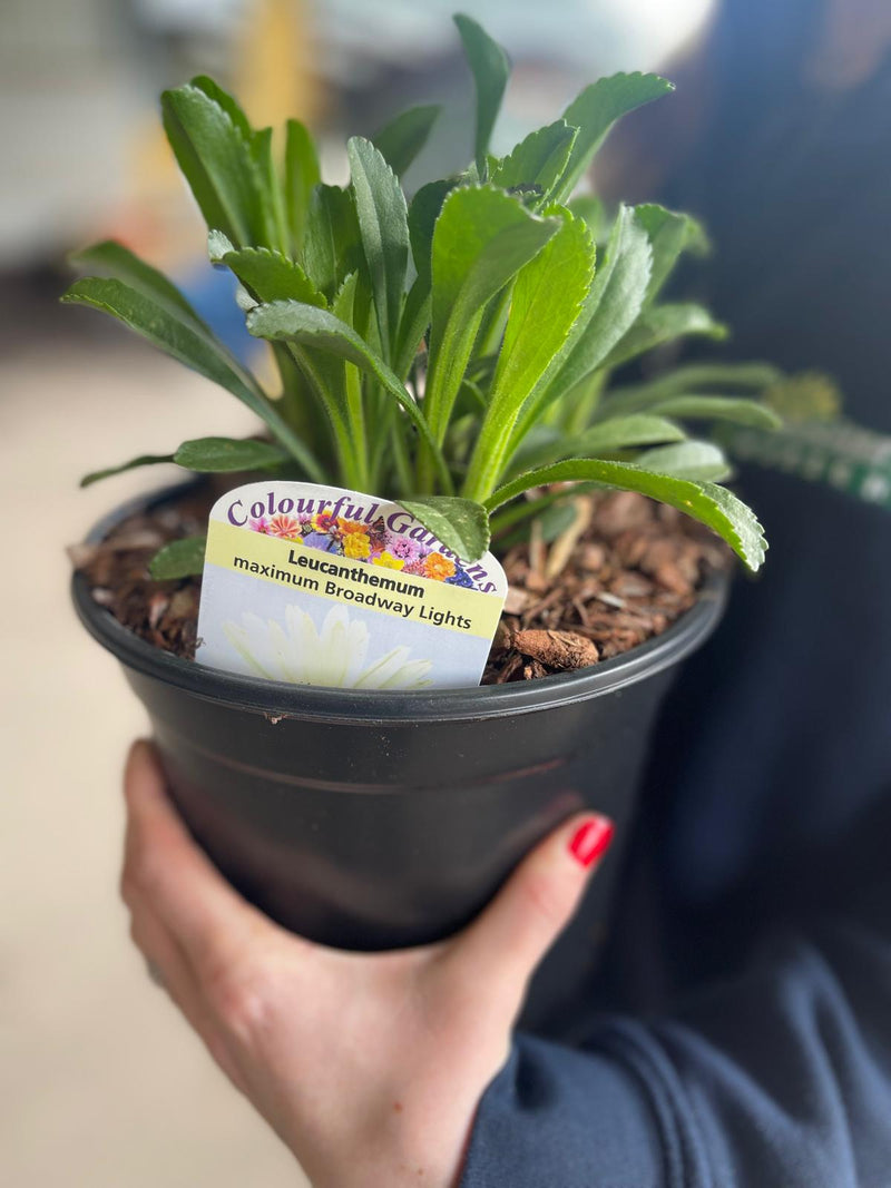 Leucanthemum Broadway Lights 3 Litre Pot
