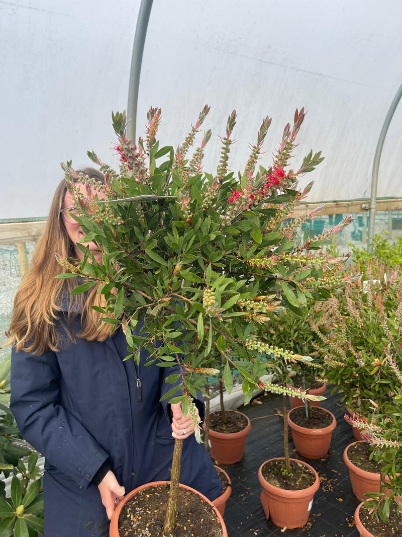 Callistemon Splendens Quarter Standard 15 Litre Pot