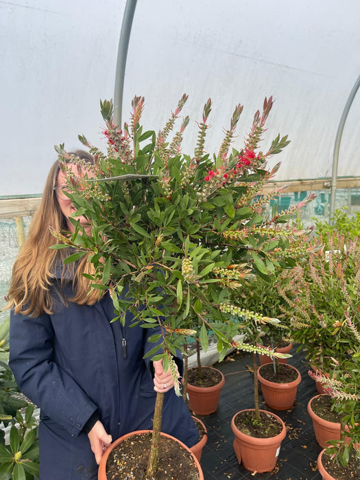 Callistemon Splendens Quarter Standard 15 Litre Pot