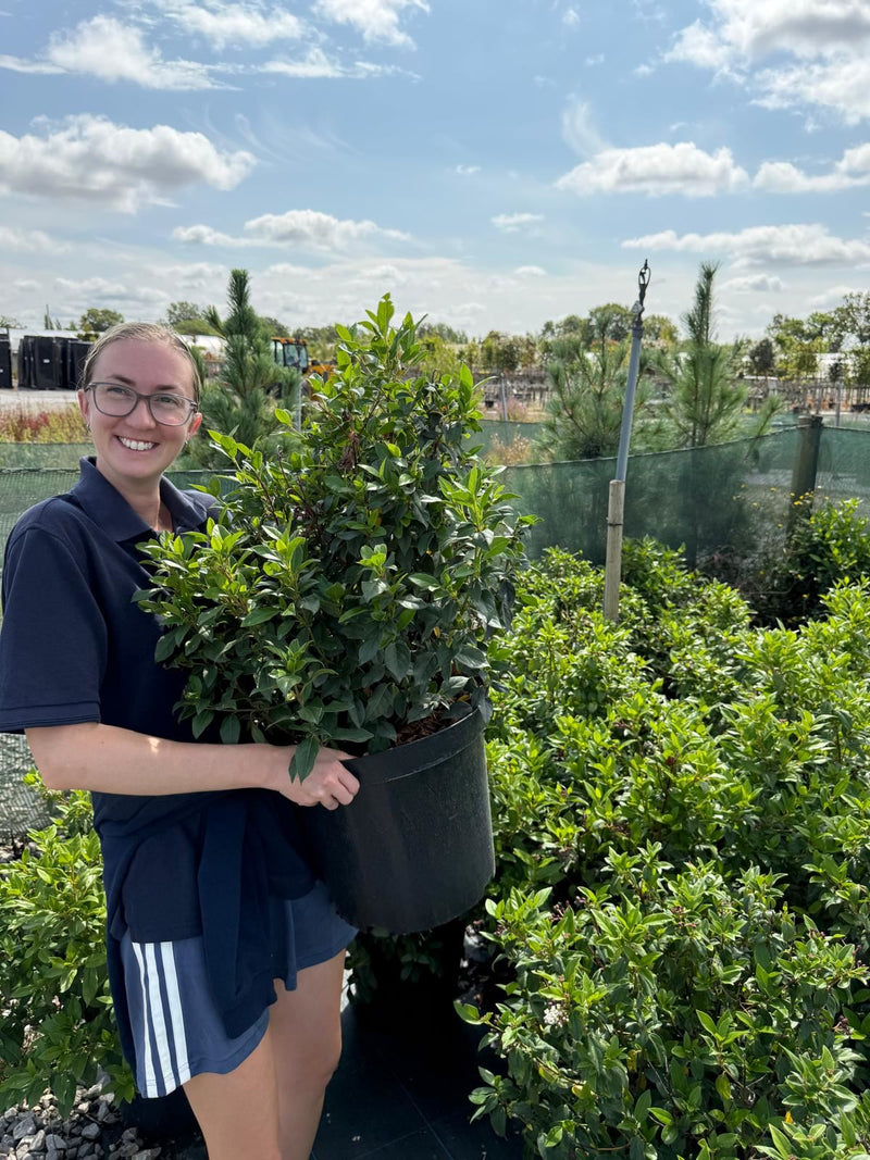 Viburnum Tinus 60/80cm 20 Litre