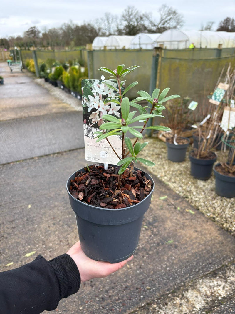 Daphne Transatlantica Eternal Fragrance 1.5 Litre Pot