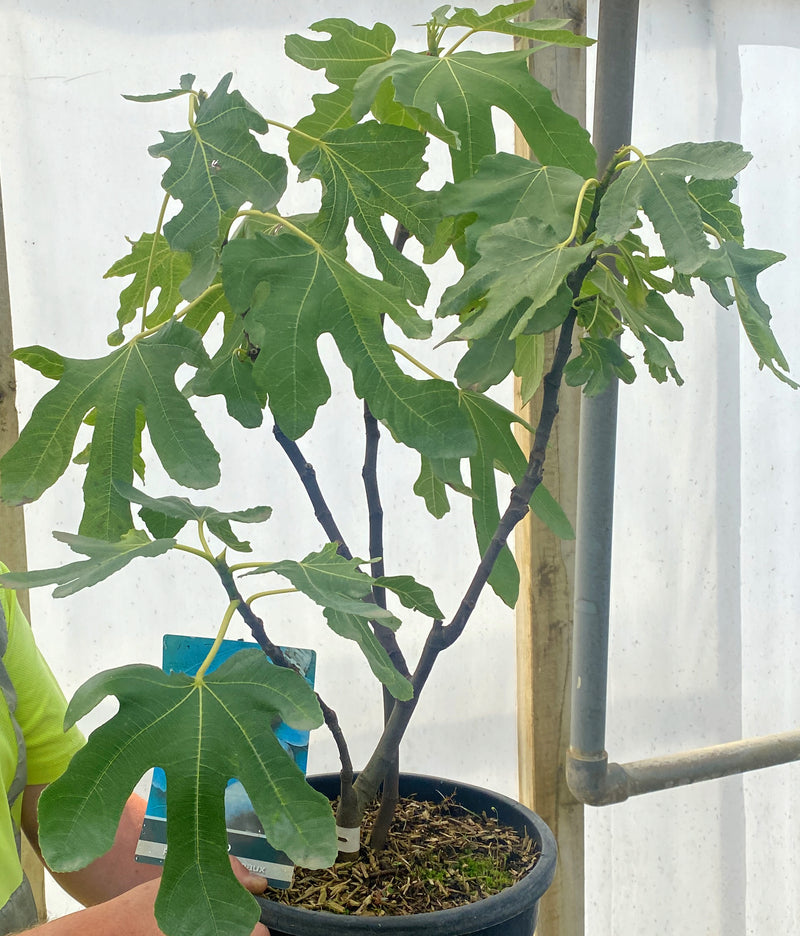 Ficus c. Rouge de Bordeaux 9 Litre Pot