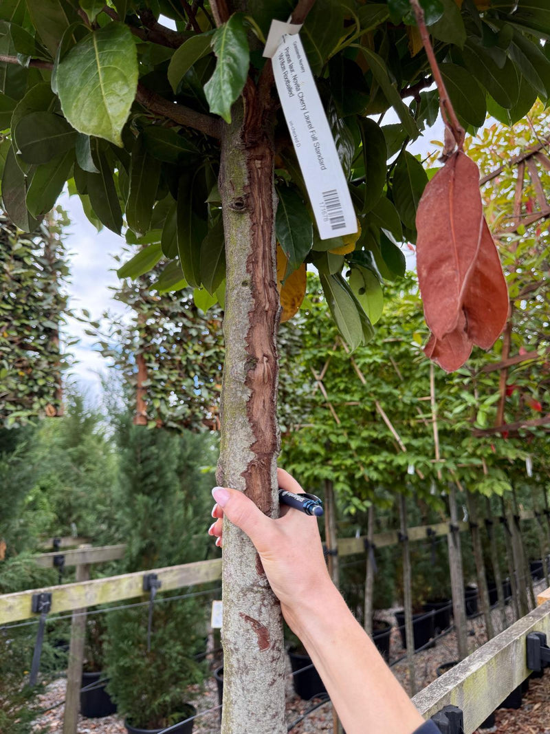 Prunus laur. Novita Cherry Laurel Full Standard 16/18cm Seconds