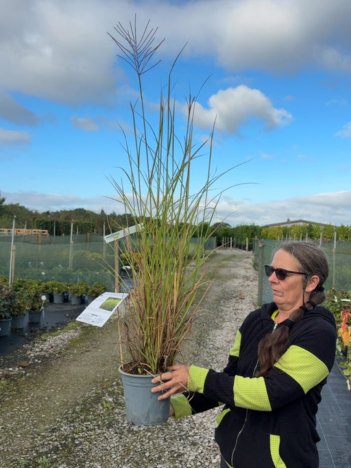 Miscanthus s. Zebrinus 4.5 Litre Pot