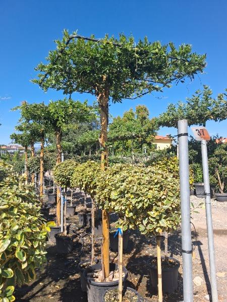 Wisteria Sinensis Pleached Roof 65 Litre Pot