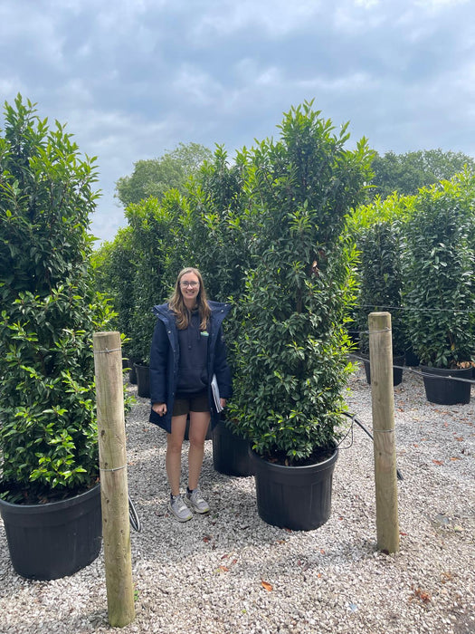 Portuguese Laurel Specimen Trimmed Hedging 200/225cm