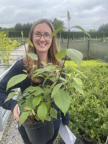 Callicarpa Bodinieri Profusion 3 Litre Pot