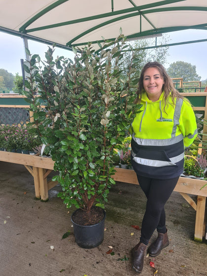 Elaeagnus x Ebbingei 20 Litre Pot 150/175cm September Delivery