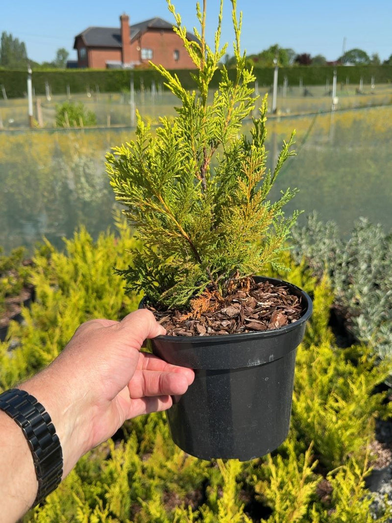 Cupressocyparis leylandii 'Excalibur Gold' - Golden Leyland 3 Litre Pot