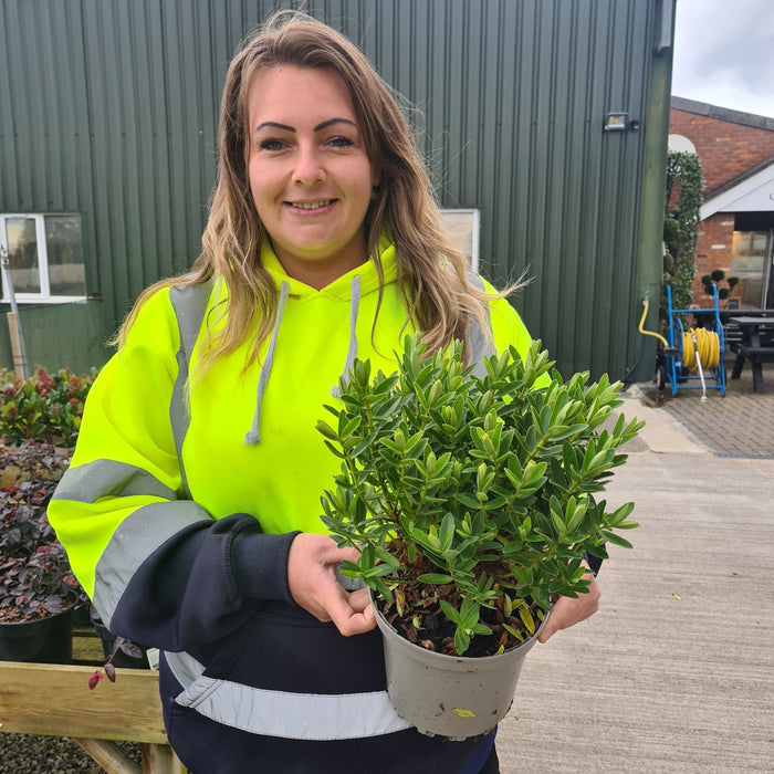 Hebe Mette 2 Litre Pot