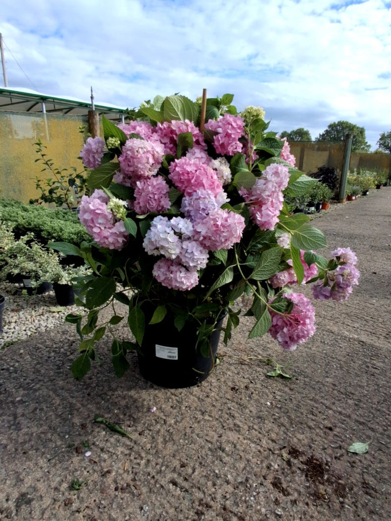Hydrangea Macro Endless Summer Blue 20 Litre Pot 60/80cm