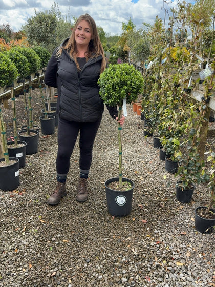Ilex Crenata Dark Green 1/2 Standard 12 Litre Pot 80cm Stem
