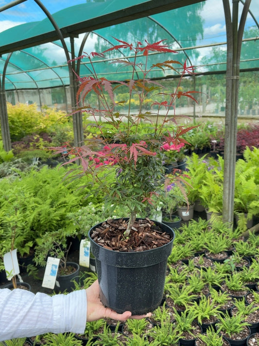 Acer Palmatum Jerre Schwartz 3 Litre Pot