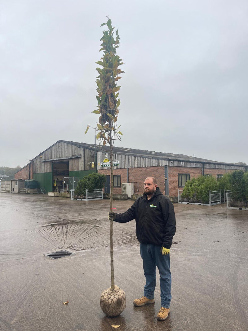 Prunus Serrulata Amanogawa Rootballed 10/12cm Girth