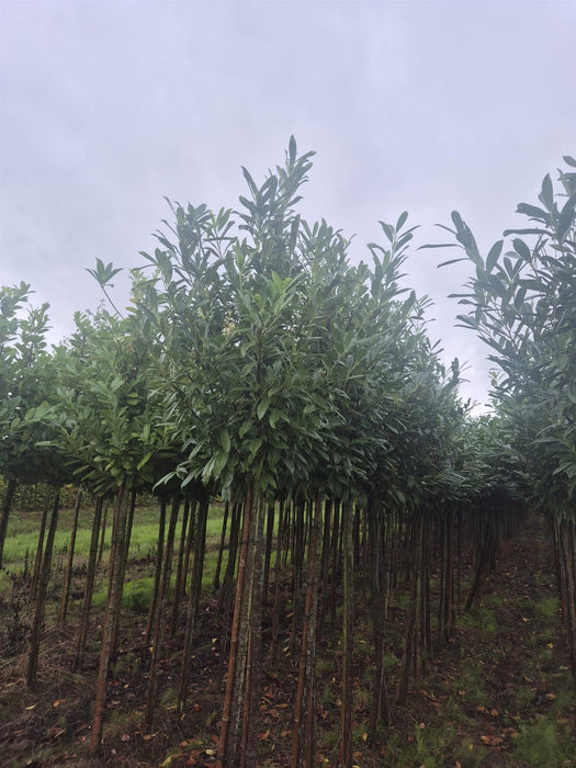 Big Deal Prunus laur. Novita Cherry Laurel Full Standard 16/18cm Rootballed x 4 February Del