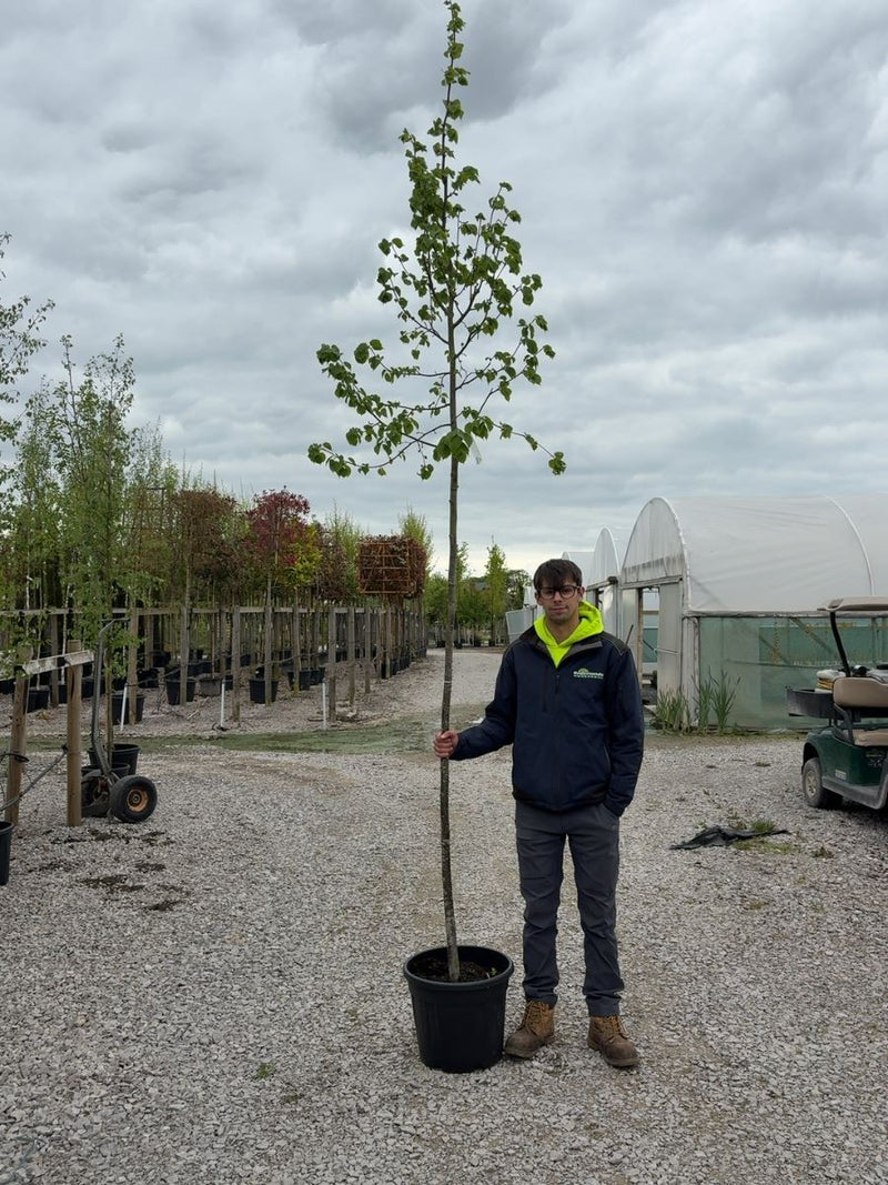 Tilia C. Greenspire Standard 8-10cm Girth