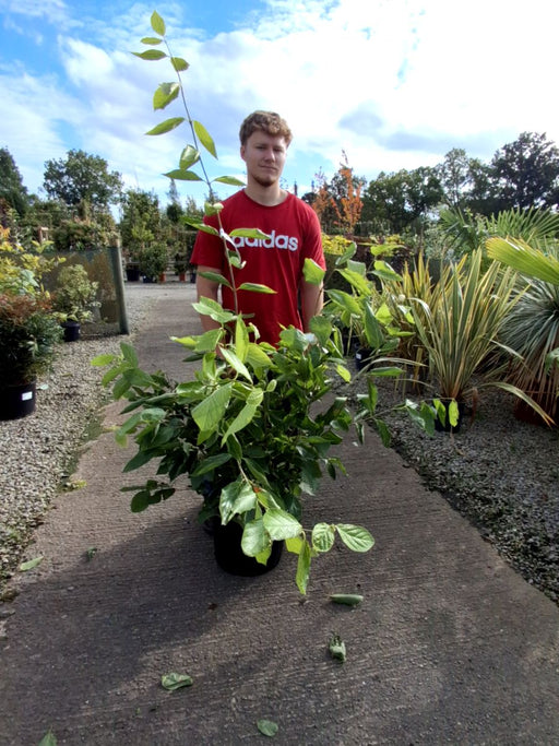 Calycanthus Venus 20 Litre 100cm