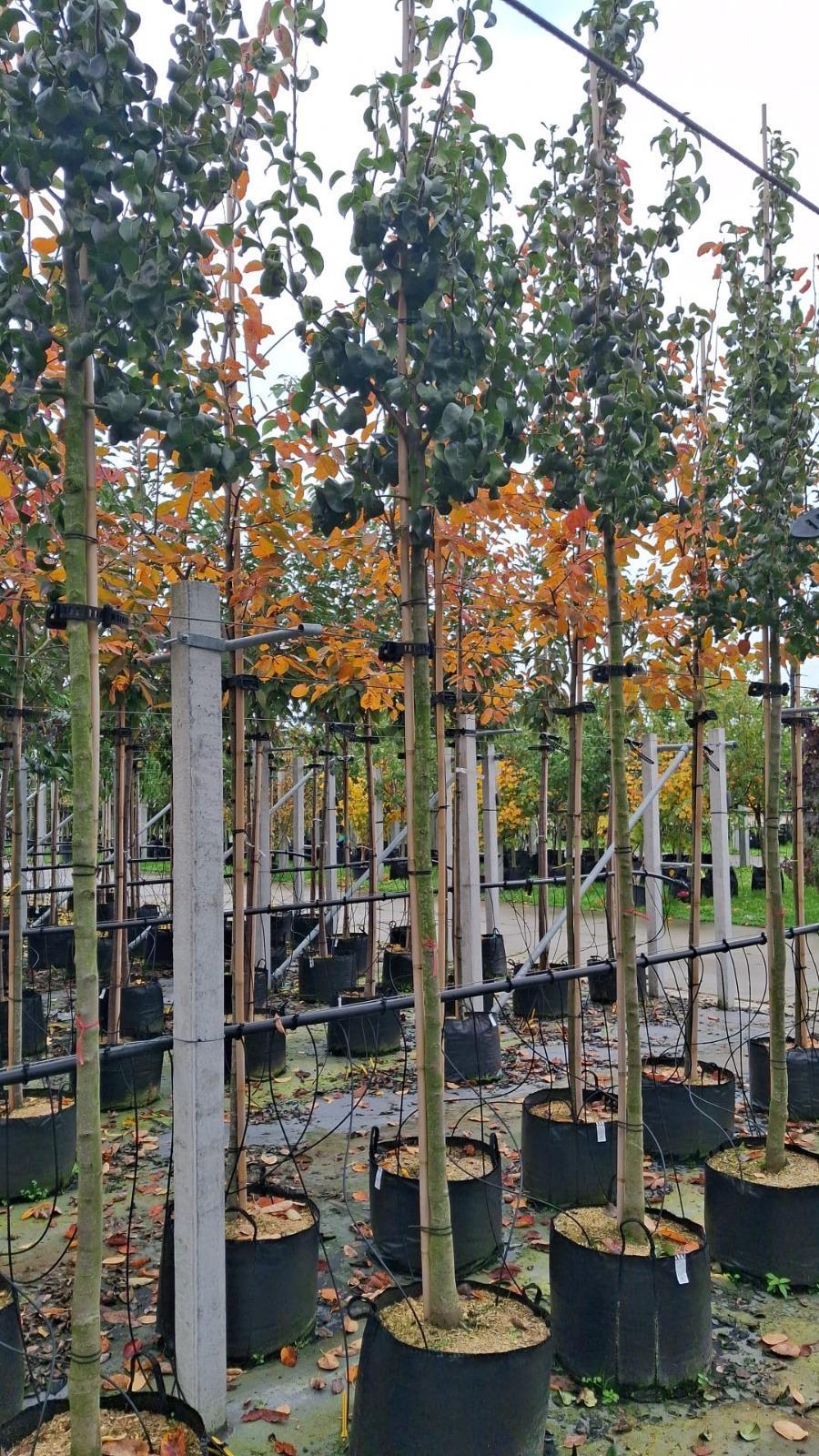 Pear Conference 10/12cm Girth Pot Grown Delivery From November Onwards