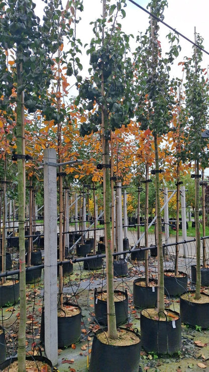 Pear Conference 10/12cm Girth Pot Grown Delivery From November Onwards