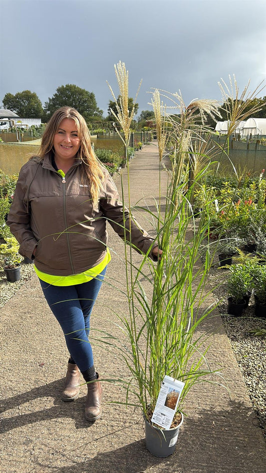 Miscanthus sin Graziella 4.5 Litre Pot