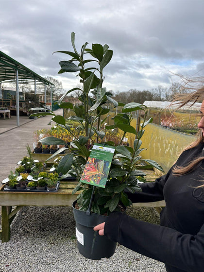 Laurel Hedging (Prunus) On Fire 6 Litre Pot