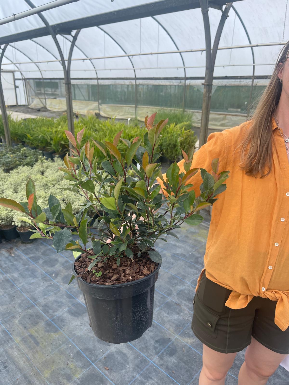Photinia Little Fenna 2.3 Litre Pot