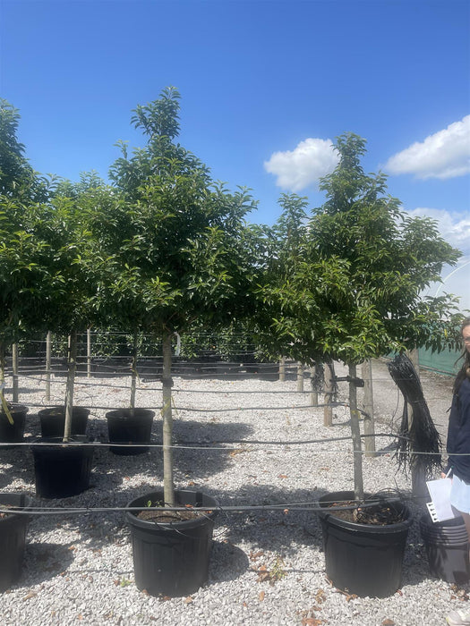 Prunus Lusitanica Angustifolia Half Standard 110cm Stem