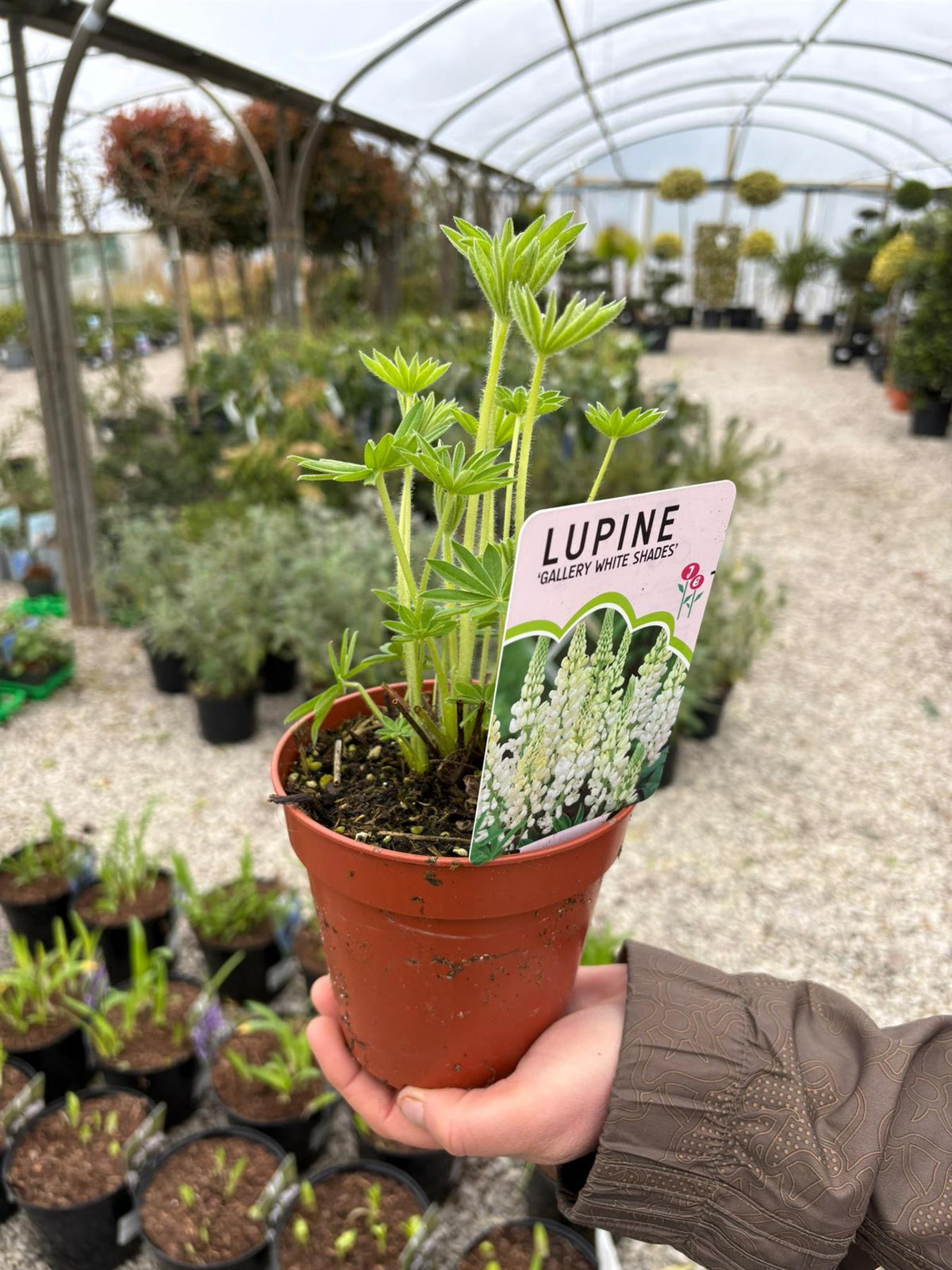 Lupin Gallery White Shades 11cm Pot