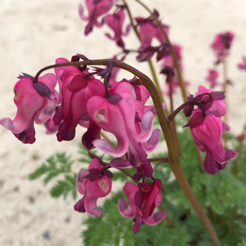 Dicentra Pink Diamonds 2 Litre Pot