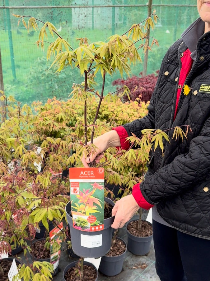 Acer Palmatum Osakazuki 3 Litre Pot