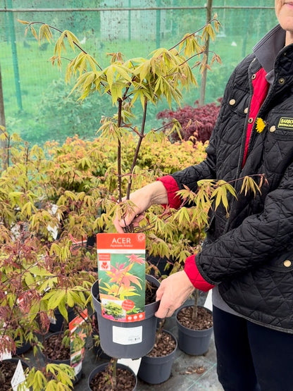Acer Palmatum Osakazuki 3 Litre Pot
