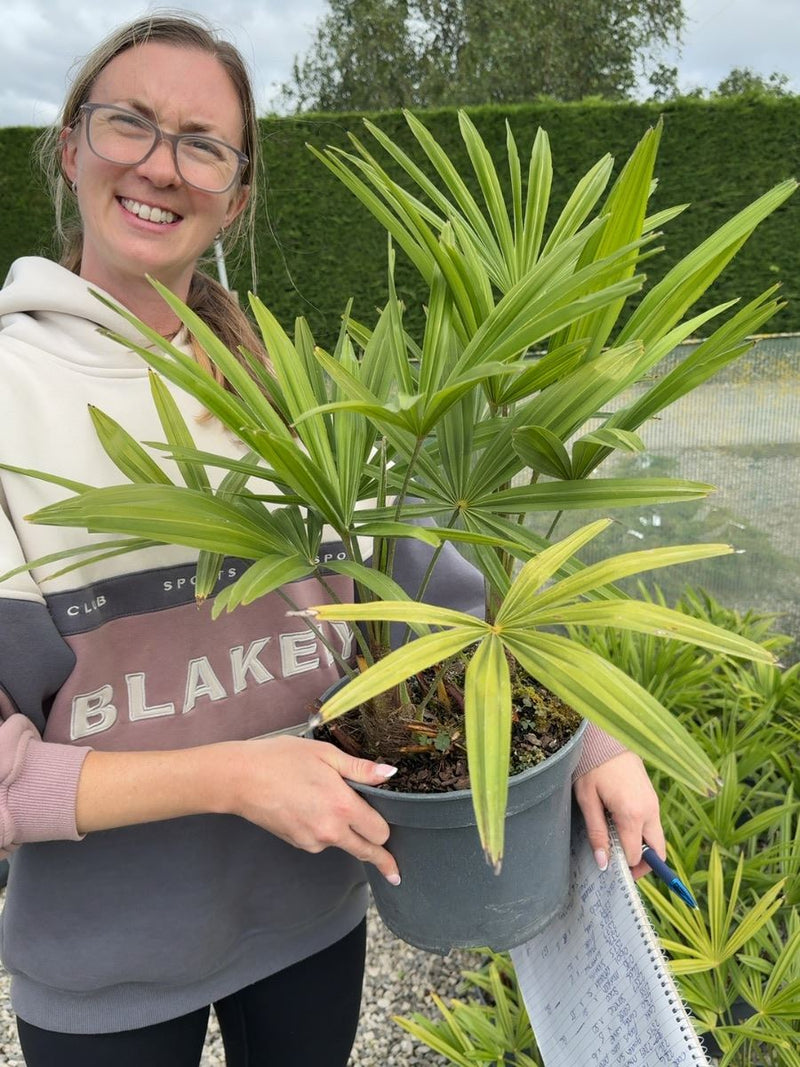 Trachycarpus Fortunei 5 Litre Pot