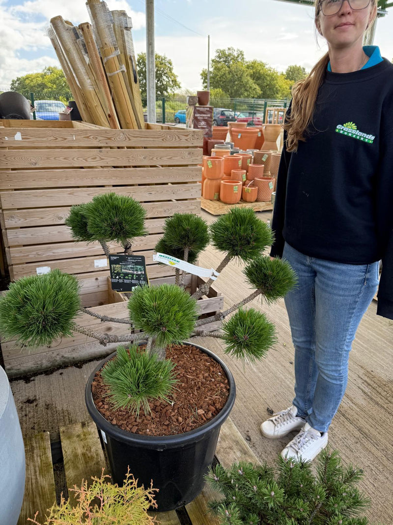 Pinus Nigra Brepo Bonsai Pom Pom 35 Litre Pot — Grasslands Nursery
