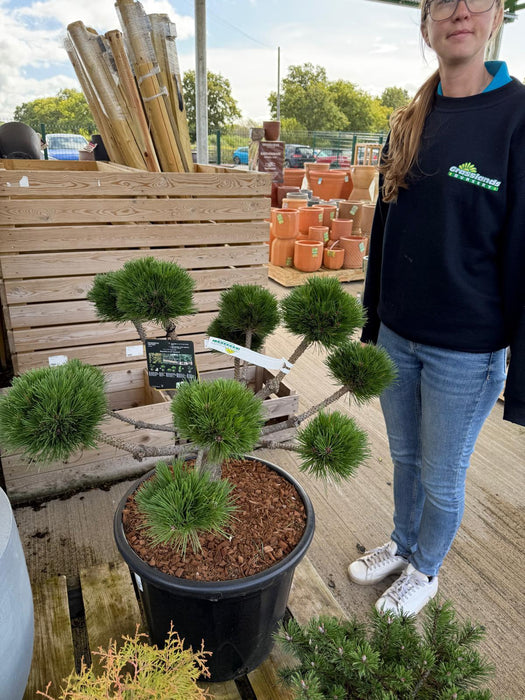 Pinus Nigra Brepo Bonsai Pom Pom 35 Litre Pot