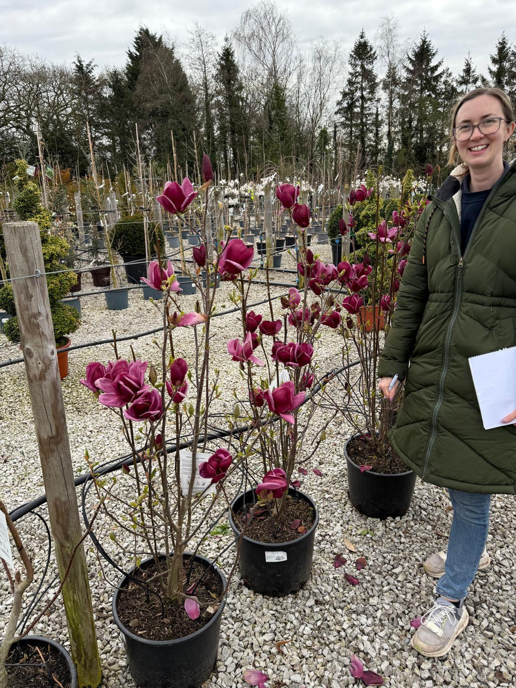 Magnolia Genie 20 Litre Pot 100-125cm Tall — Grasslands Nursery
