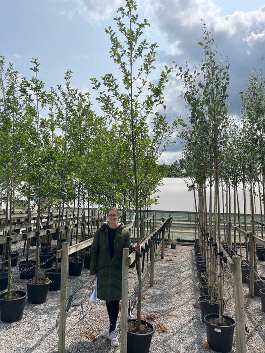 Alnus Glutinosa 8-10 Girth Heavy Standard Tree
