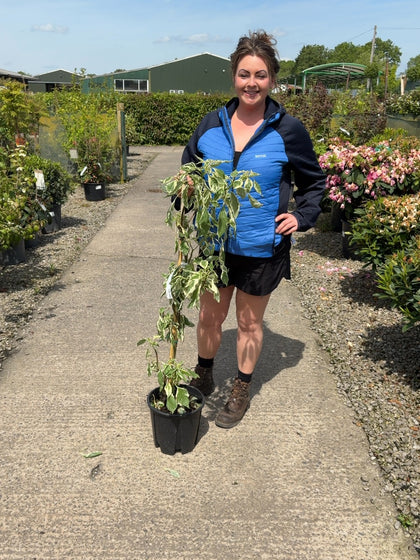 Cornus Controversa Variegata 9 Litre Pot