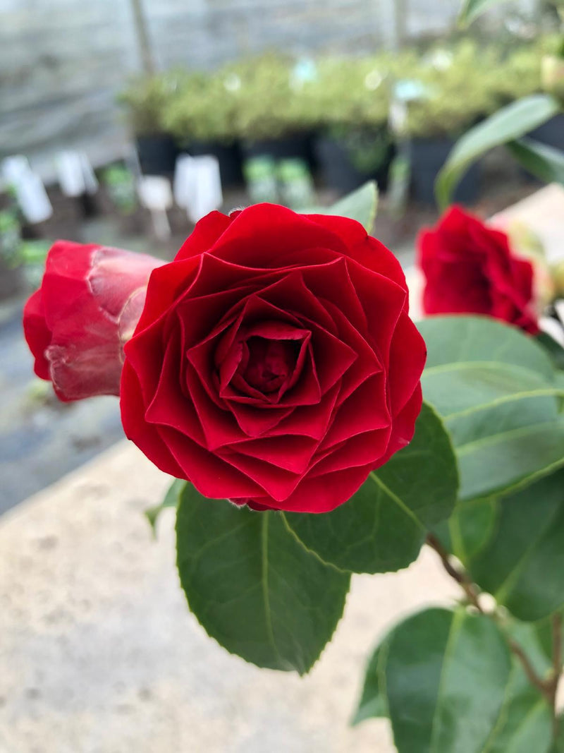 Camellia Japonica Roger Hall 1.5 Litre Pot