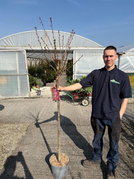 Prunus serrulata Kanzan 10 Litre Pot