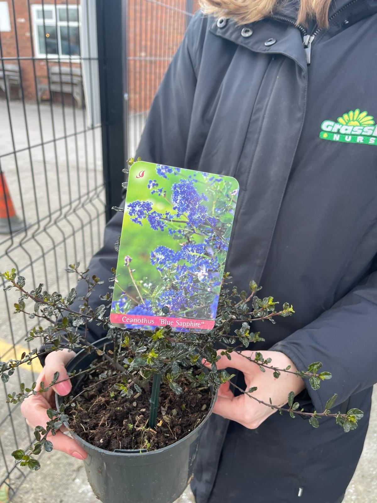 Ceanothus Blue Sapphire 2 Litre Pot