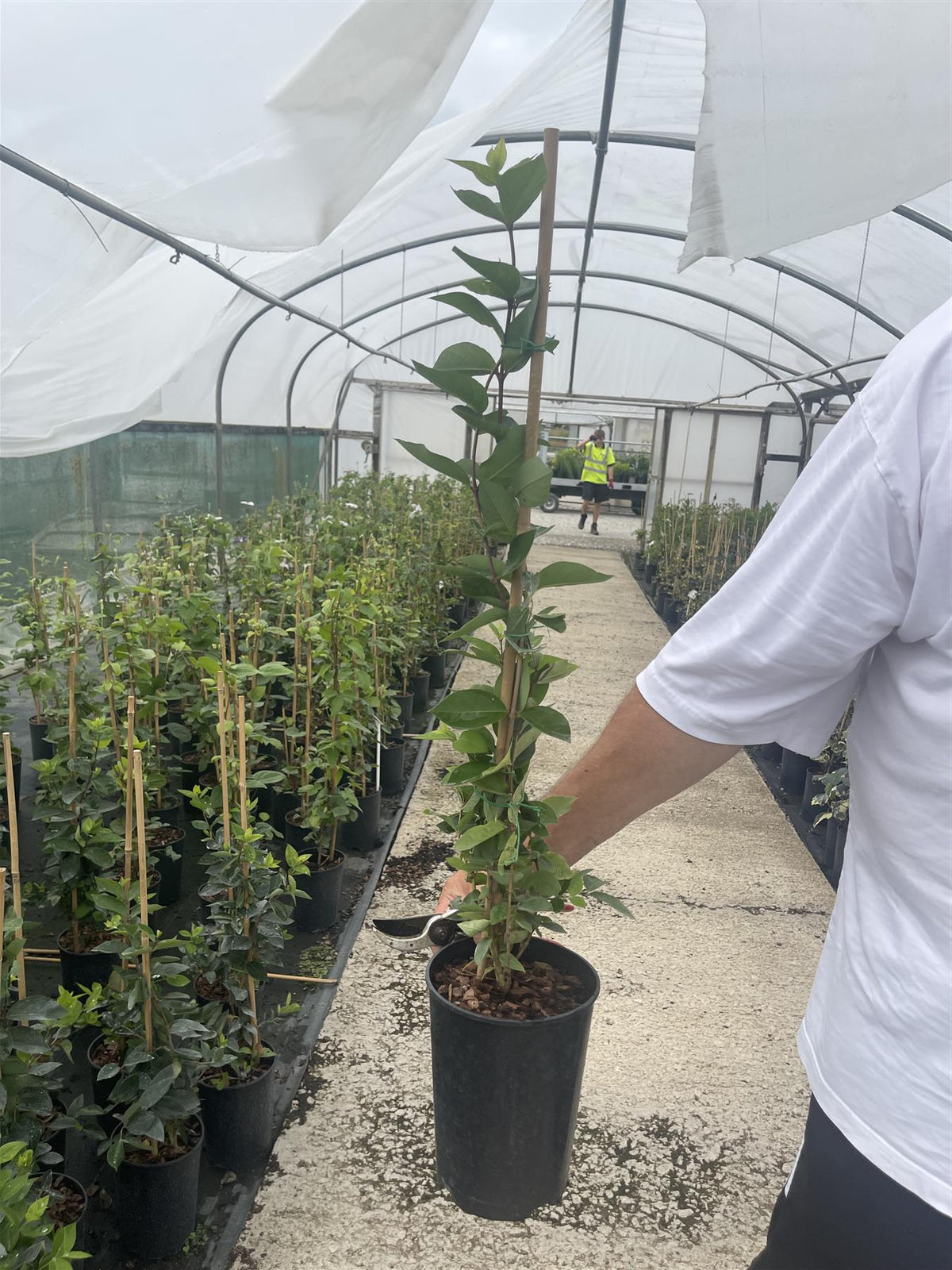Lonicera Fragrantissima 3 Litre Pot