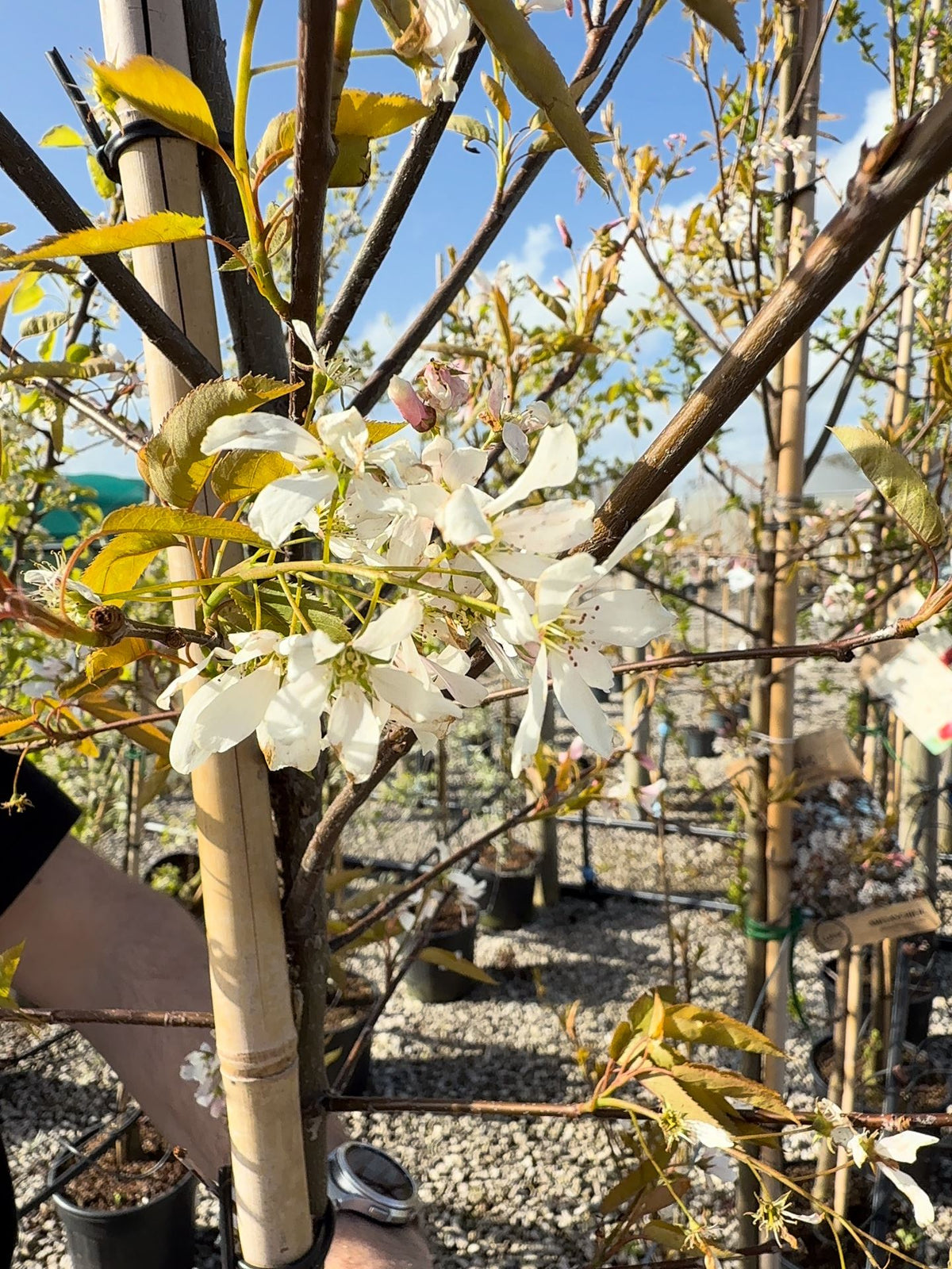 Amelanchier arb. Robin Hill 20 Litre Pot 250/300cm Tall