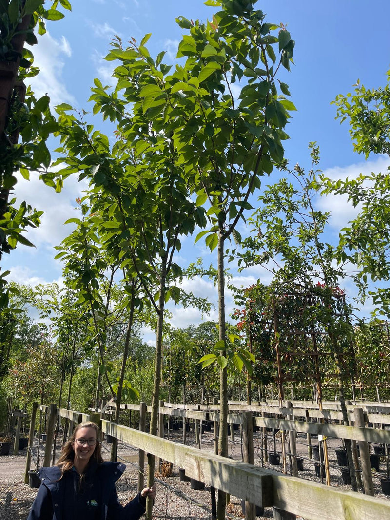 Prunus serr. Shirotae Full Standard 8-10cm Girth